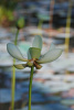 Waterlily Wash  Vertical